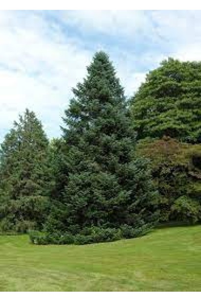 Ялиця Нобіліс: величне дерево з густою сріблясто-зеленою хвоєю.